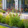 Mazedonische Witwenblume – Knautia macedonica – Ansicht 6