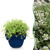 Kriech-Thymian ‚Albiflorus' – Thymus praecox