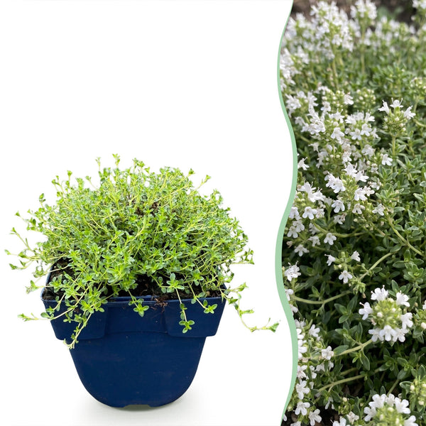 Kriech-Thymian ‚Albiflorus' – Thymus praecox