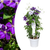 Waldrebe ‚Double Up Barnadine + Masa' – Clematis