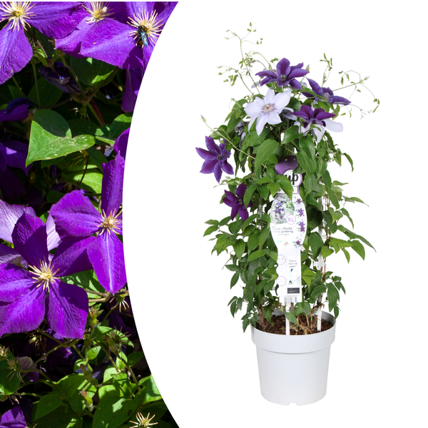 Waldrebe ‚Double Up Barnadine + Masa' – Clematis