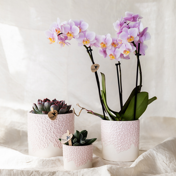 Orchideen-Set „Bloom Rosa" – Phalaenopsis mit Grünpflanze – Ansicht 3
