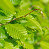 Hainbuche – Carpinus betulus – Ansicht 4