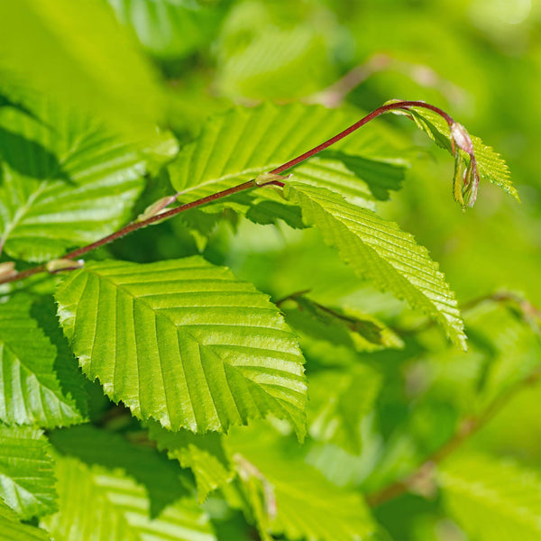 Hainbuche – Carpinus betulus – Ansicht 4
