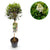 Liguster Stämmchen – Ligustrum delavayanum