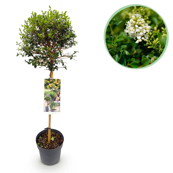 Liguster Stämmchen – Ligustrum delavayanum
