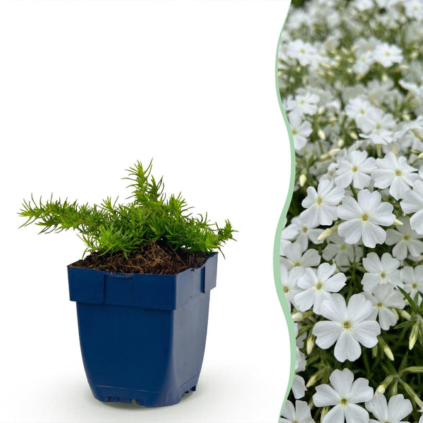 Polster-Phlox ‚Maischnee' – Phlox subulata