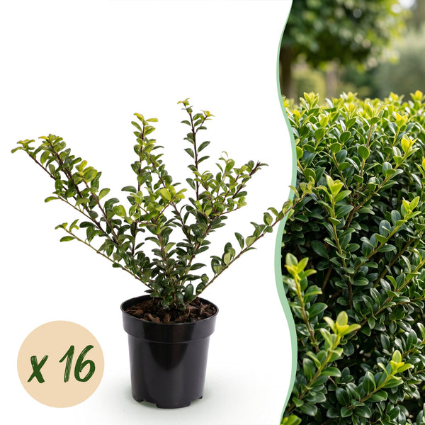 Japanische Stechpalme ‚Covenxa' – Ilex crenata