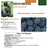 Obstpflanzen-Set „Süße Ernte Trio" – 3 verschiedene BIO-Obstpflanzen – Ansicht 15