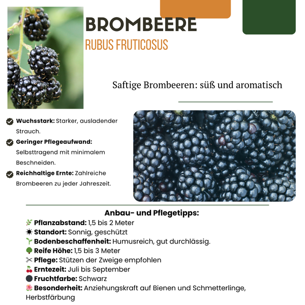 Obstpflanzen-Set „Süße Ernte Trio" – 3 verschiedene BIO-Obstpflanzen – Ansicht 15
