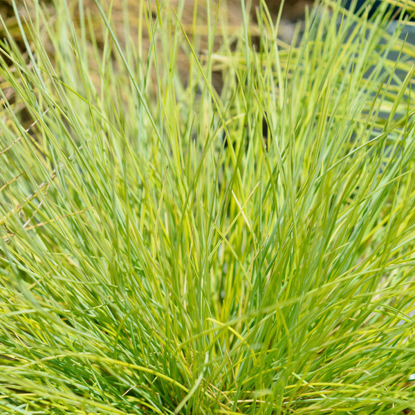 Blauschwingel ‚Golden Toupee' – Festuca glauca – Ansicht 4
