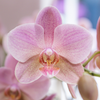 Orchidee ‚Treviso' – Phalaenopsis – Ansicht 2