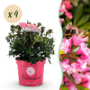 Zwerg-Rhododendron ‚Bloombux Magenta' – Rhododendron