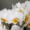 Pflanzengeschenk „Viel Glück" – Orchidee ‚Lausanne' mit Topf, Karte & Geschenktasche – Ansicht 6