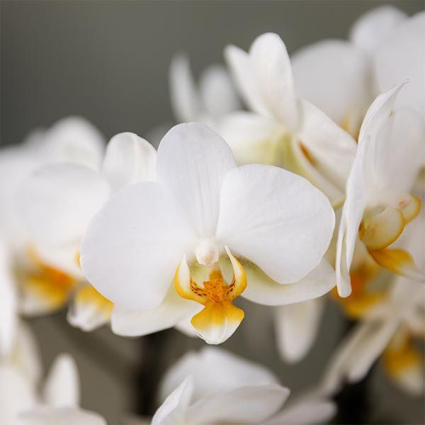 Pflanzengeschenk „Viel Glück" – Orchidee ‚Lausanne' mit Topf, Karte & Geschenktasche – Ansicht 6