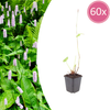 Kerzenknöterich ‚Alba' – Persicaria amplexicaulis