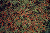 Fächer-Zwergmispel – Cotoneaster horizontalis – Ansicht 3