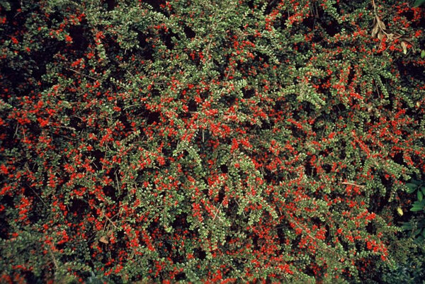 Fächer-Zwergmispel – Cotoneaster horizontalis – Ansicht 3