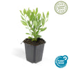 Ageratum-Aster ‚Ashvi' – Aster ageratoides – Ansicht 3