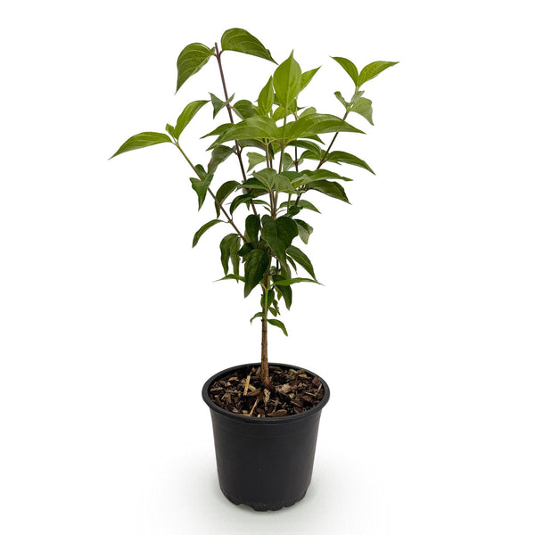 Chinesischer Blumenhartriegel – Cornus kousa var. chinensis – Ansicht 2