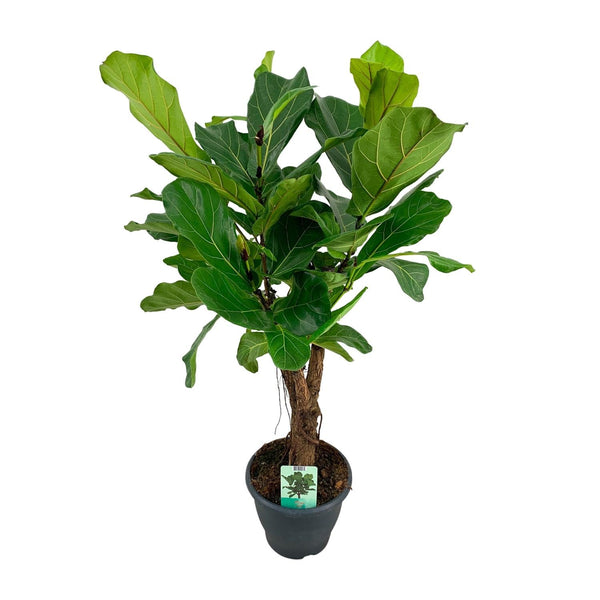 Zimmerpflanzen-Duo „Wohnzimmer“ – Drachenbaum & Geigenfeige 100 cm – im Set enthalten: Geigenfeige – Ficus lyrata