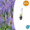 Steppensalbei ‚Caradonna' – Salvia nemorosa