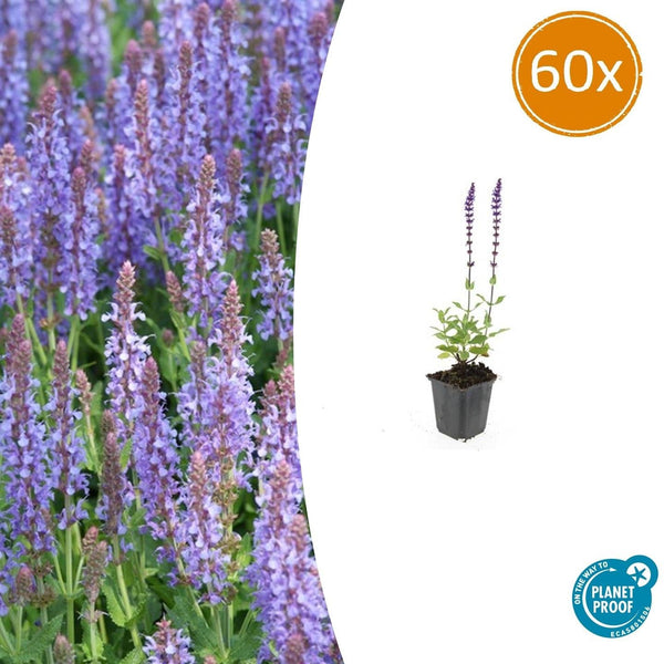 Steppensalbei ‚Caradonna' – Salvia nemorosa