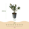 Stechpalme ‚Blue Maid' – Ilex meserveae – Ansicht 3
