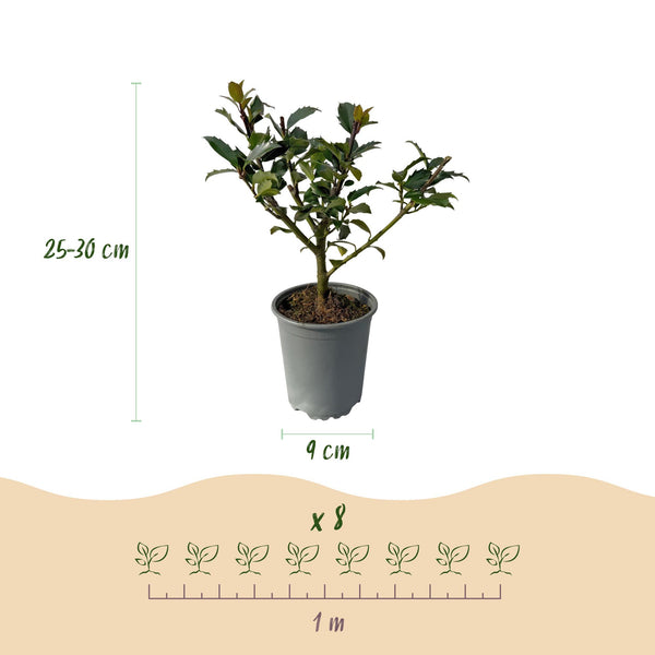 Stechpalme ‚Blue Maid' – Ilex meserveae – Ansicht 3