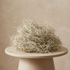 Getrocknetes Tillandsia-Moos – Dekomoos