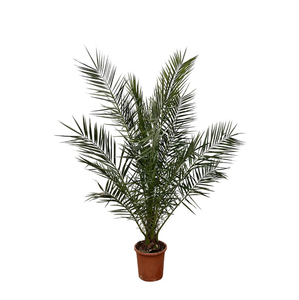 Kanarische Dattelpalme – Phoenix canariensis – Ø 27 cm · 170 cm