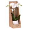 Schmetterlingsorchidee – Phalaenopsis amabilis