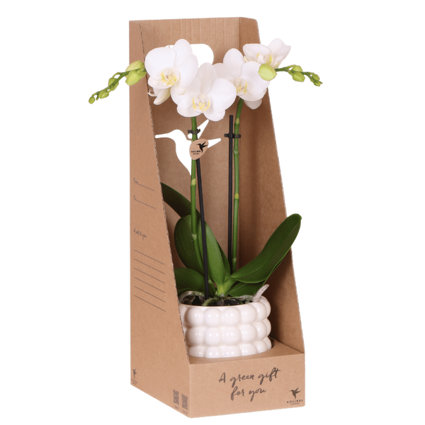 Schmetterlingsorchidee – Phalaenopsis amabilis
