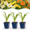Taglilie – Hemerocallis