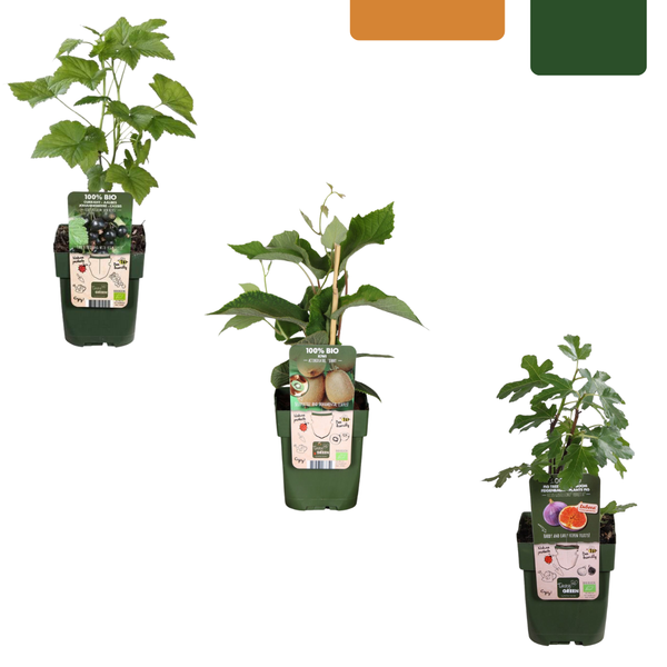 Obstpflanzen-Set „Süße Ernte Trio" – 3 verschiedene BIO-Obstpflanzen