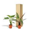 Alocasia-Set „Duo Cucullata & Lauterbachiana" – Alocasia cucullata und Alocasia lauterbachiana – Ansicht 6