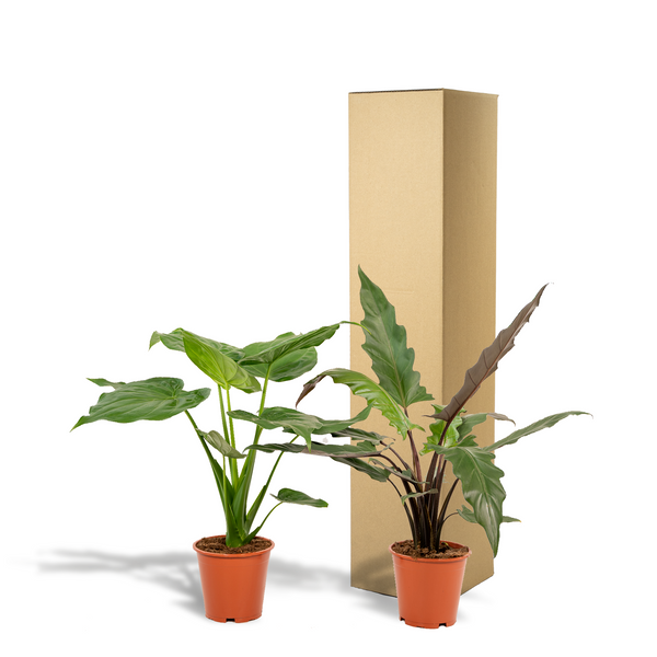 Alocasia-Set „Duo Cucullata & Lauterbachiana" – Alocasia cucullata und Alocasia lauterbachiana – Ansicht 6