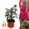 Schmetterlingsstrauch ‚Butterfly Candy Little Ruby' – Buddleja davidii – 3 Stück