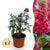 Schmetterlingsstrauch ‚Butterfly Candy Little Ruby' – Buddleja davidii – 3 Stück