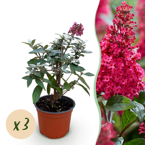 Schmetterlingsstrauch ‚Butterfly Candy Little Ruby' – Buddleja davidii – 3 Stück