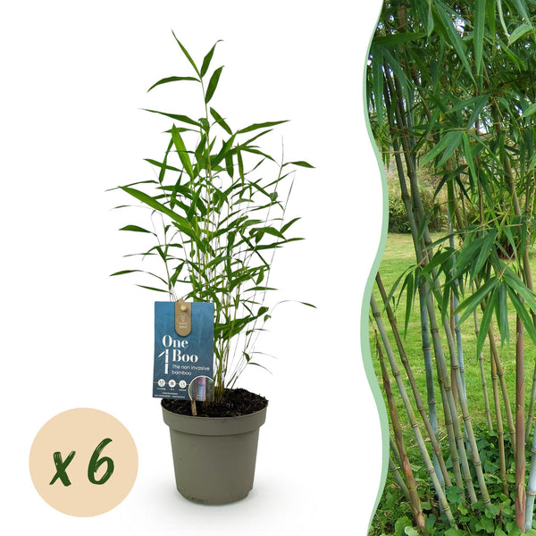 Schirmbambus ‚Blue Dragon' – Fargesia