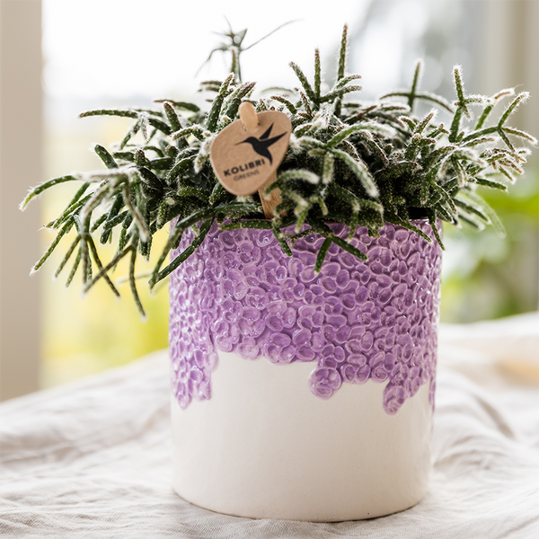 Pflanzen-Set „Bloom Purple" – Orchidee ‚Vienna' mit Grünpflanzen – Ansicht 7