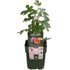 Feigenbaum – Ficus carica – Ansicht 8