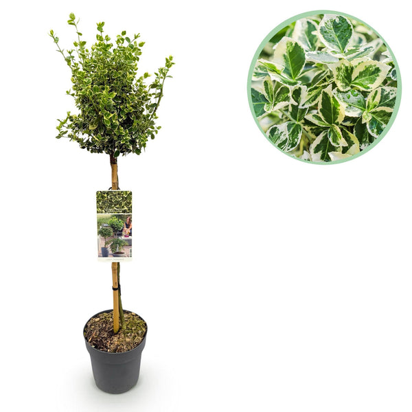 Kriechspindel ‚Emerald Gaiety' – Euonymus fortunei