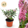 Schmetterlingsflieder ‚Butterfly Candy Little Pink' – Buddleja davidii