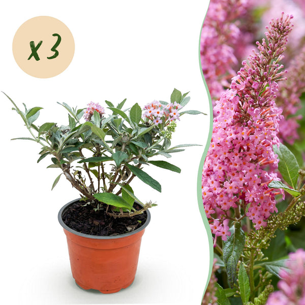 Schmetterlingsflieder ‚Butterfly Candy Little Pink' – Buddleja davidii