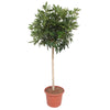 Strahlenaralie ‚Compacta' – Schefflera arboricola