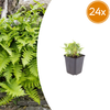 Gewöhnlicher Tüpfelfarn – Polypodium vulgare