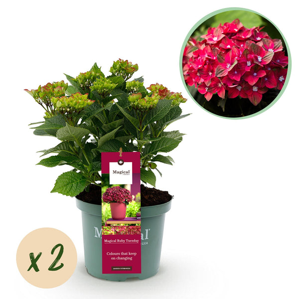Bauernhortensie ‚Magical Tuesday & Sapphire' – Hydrangea macrophylla