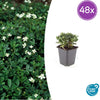 Dreizähniges Fingerkraut ‚Nuuk' – Potentilla tridentata